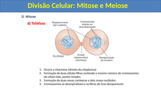 2) Mitose
d) Telófase
1. Ocorre a citocinese (divisão do citoplasma)
2. Formação de duas células filhas contendo o mesmo número de cromossomos
da célula mãe, porém simples.
3. Formação de duas novas cariotecas e dois novos nucléolos.
4. Cromossomos se desespiralizam e as fibras do fuso desaparecem.
Divisão Celular: Mitose e Meiose
Divisão Celular: Mitose e Meiose
 