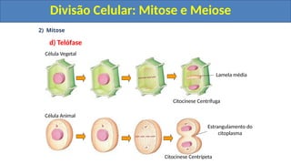 2) Mitose
d) Telófase
Célula Animal
Célula Vegetal
Citocinese Centrífuga
Citocinese Centrípeta
Lamela média
Estrangulamento do
citoplasma
Divisão Celular: Mitose e Meiose
Divisão Celular: Mitose e Meiose
 