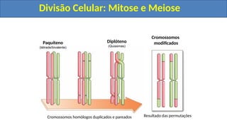 Cromossomos homólogos duplicados e pareados Resultado das permutações
Paquíteno
(tétrade/bivalente)
Diplóteno
(Quiasmas)
Cromossomos
modificados
Divisão Celular: Mitose e Meiose
Divisão Celular: Mitose e Meiose
 