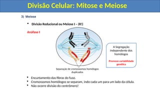 3) Meiose
 Divisão Reducional ou Meiose I – (R!)
Anáfase I
 Encurtamento das fibras do fuso.
 Cromossomos homólogos se separam, indo cada um para um lado da célula.
 Não ocorre divisão do centrômero!
Separação de cromossomos homólogos
duplicados
A Segregação
Independente dos
homólogos
Promove variabilidade
genética
Divisão Celular: Mitose e Meiose
Divisão Celular: Mitose e Meiose
 