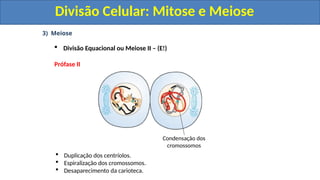 3) Meiose
 Divisão Equacional ou Meiose II – (E!)
Prófase II
 Duplicação dos centríolos.
 Espiralização dos cromossomos.
 Desaparecimento da carioteca.
Condensação dos
cromossomos
Divisão Celular: Mitose e Meiose
Divisão Celular: Mitose e Meiose
 