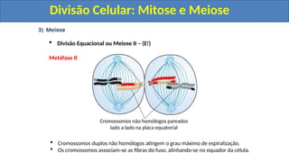 3) Meiose
 Divisão Equacional ou Meiose II – (E!)
Metáfase II
 Cromossomos duplos não homólogos atingem o grau máximo de espiralização.
 Os cromossomos associam-se as fibras do fuso, alinhando-se no equador da célula.
Cromossomos não homólogos pareados
lado a lado na placa equatorial
Divisão Celular: Mitose e Meiose
Divisão Celular: Mitose e Meiose
 