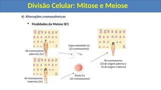 4) Alterações cromossômicas
 Finalidades da Meiose (R!)
46 cromossomos
paternos (2n)
46 cromossomos
maternos (2n)
Espermatozóide (n)
(23 cromossomos)
Óvulo (n)
(23 cromossomos)
46 cromossomos
(23 de origem paterna e
23 de origem materna)
Divisão Celular: Mitose e Meiose
Divisão Celular: Mitose e Meiose
 