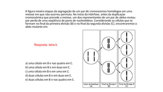 INTERFASE QUE PRECEDE A DIVISÃO
A figura mostra etapas da segregação de um par de cromossomos homólogos em uma
meiose em que não ocorreu permuta. No início da intérfase, antes da duplicação
cromossômica que precede a meiose, um dos representantes de um par de alelos mutou
por perda de uma seqüência de pares de nucleotídeos. Considerando as células que se
formam no final da primeira divisão (B) e no final da segunda divisão (C), encontraremos o
alelo mutante em:
a) uma célula em B e nas quatro em C.
b) uma célula em B e em duas em C.
c) uma célula em B e em uma em C.
d) duas células em B e em duas em C.
e) duas células em B e nas quatro em C.
Resposta: letra b
 