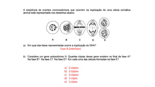 INTERFASE QUE PRECEDE A DIVISÃO
Fase A (intérfase)
a) 2 cópias
b) 2 cópias
c) 2 cópias
d) 1 cópia
e) 1 cópia
 