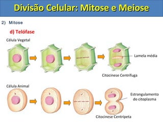 2) Mitose
d) Telófase
Célula Animal
Célula Vegetal
Citocinese Centrífuga
Citocinese Centrípeta
Lamela média
Estrangulamento
do citoplasma
Divisão Celular: Mitose e MeioseDivisão Celular: Mitose e Meiose
 