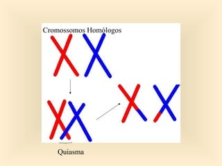 Quiasma
Cromossomos Homólogos
 