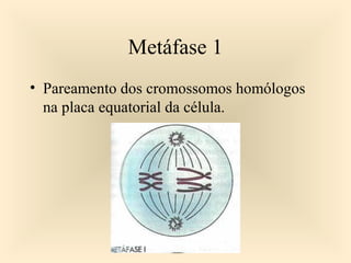 Metáfase 1
• Pareamento dos cromossomos homólogos
na placa equatorial da célula.
 