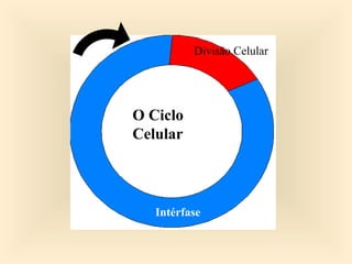 Divisão Celular
Intérfase
O Ciclo
Celular
 