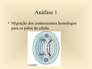 Anáfase 1
• Migração dos cromossomos homólogos
para os pólos da célula.
 