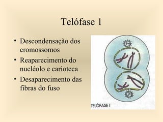 Telófase 1
• Descondensação dos
cromossomos
• Reaparecimento do
nucléolo e carioteca
• Desaparecimento das
fibras do fuso
 