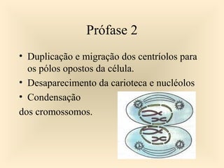 Prófase 2
• Duplicação e migração dos centríolos para
os pólos opostos da célula.
• Desaparecimento da carioteca e nucléolos
• Condensação
dos cromossomos.
 
