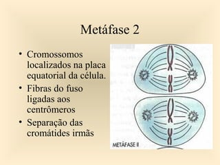 Metáfase 2
• Cromossomos
localizados na placa
equatorial da célula.
• Fibras do fuso
ligadas aos
centrômeros
• Separação das
cromátides irmãs
 