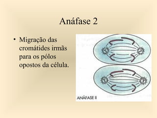 Anáfase 2
• Migração das
cromátides irmãs
para os pólos
opostos da célula.
 