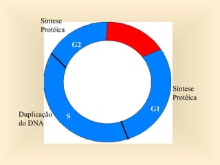 G1
S
G2
Síntese
Protéica
Duplicação
do DNA
Síntese
Protéica
 
