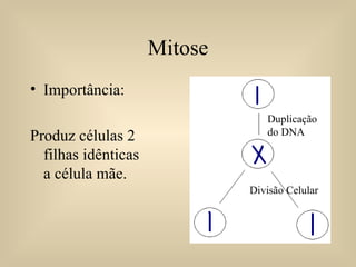 Mitose Importância: Produz células 2 filhas idênticas a célula mãe. Duplicação do DNA Divisão Celular 
