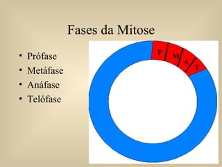 Fases da Mitose Prófase Metáfase Anáfase Telófase P M A T 