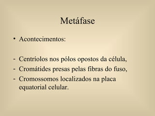 Metáfase Acontecimentos: Centríolos nos pólos opostos da célula, Cromátides presas pelas fibras do fuso, Cromossomos localizados na placa equatorial celular. 