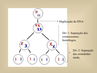 Duplicação do DNA Div 1: Separação dos cromossomos homólogos. Div 2: Separação das cromátides irmãs. 