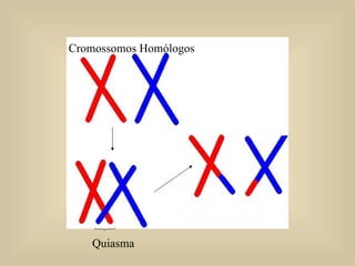 Quiasma Cromossomos Homólogos 