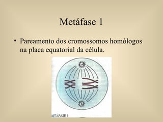 Metáfase 1 Pareamento dos cromossomos homólogos na placa equatorial da célula. 