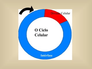 Divisão Celular Intérfase O Ciclo Celular 