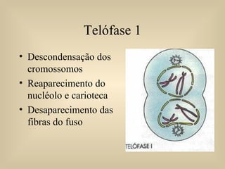 Telófase 1 Descondensação dos cromossomos Reaparecimento do nucléolo e carioteca Desaparecimento das fibras do fuso 