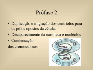 Prófase 2 Duplicação e migração dos centríolos para os pólos opostos da célula. Desaparecimento da carioteca e nucléolos Condensação  dos cromossomos. 