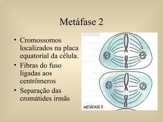 Metáfase 2 Cromossomos localizados na placa equatorial da célula. Fibras do fuso ligadas aos centrômeros Separação das cromátides irmãs 