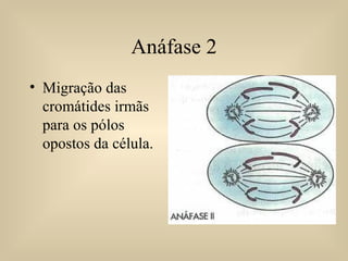 Anáfase 2 Migração das cromátides irmãs para os pólos opostos da célula. 