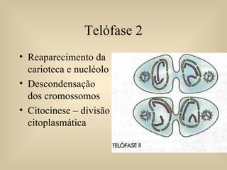 Telófase 2 Reaparecimento da carioteca e nucléolo Descondensação dos cromossomos Citocinese – divisão citoplasmática 