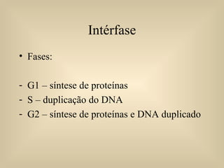 Fases: G1 – síntese de proteínas S – duplicação do DNA G2 – síntese de proteínas e DNA duplicado Intérfase 