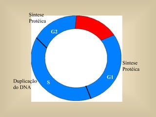 G1 S G2 Síntese Protéica Duplicação do DNA Síntese Protéica 