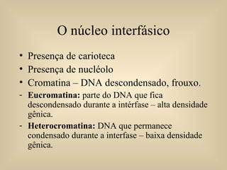 O núcleo interfásico Presença de carioteca Presença de nucléolo Cromatina – DNA descondensado, frouxo. Eucromatina:  parte do DNA que fica descondensado durante a intérfase – alta densidade gênica. Heterocromatina:  DNA que permanece condensado durante a interfase – baixa densidade gênica. 