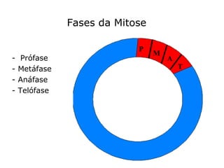 Fases da Mitose
- Prófase
- Metáfase
- Anáfase
- Telófase
P
M
A
T
 