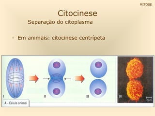 Citocinese
Separação do citoplasma
- Em animais: citocinese centrípeta
MITOSE
 