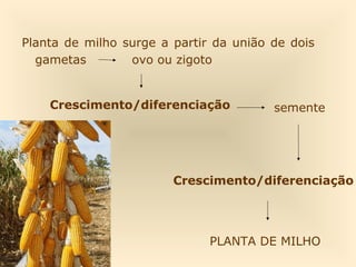 Planta de milho surge a partir da união de dois
gametas ovo ou zigoto
semente
Crescimento/diferenciação
Crescimento/diferenciação
PLANTA DE MILHO
 