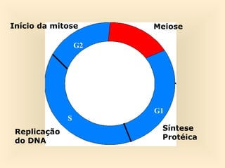 G1
S
G2
Síntese
Protéica
Replicação
do DNA
Início da mitose Meiose
 