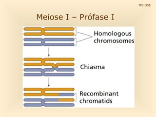 MEIOSEMEIOSE
Meiose I – Prófase I
 