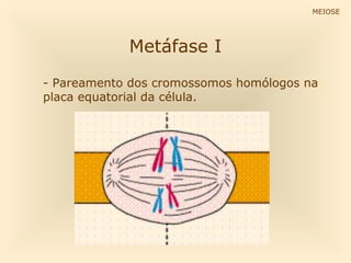 Metáfase I
- Pareamento dos cromossomos homólogos na
placa equatorial da célula.
MEIOSE
 