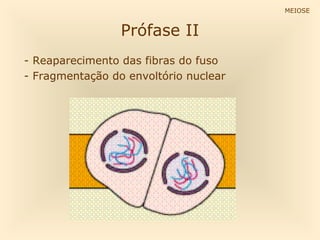Prófase II
- Reaparecimento das fibras do fuso
- Fragmentação do envoltório nuclear
MEIOSE
 