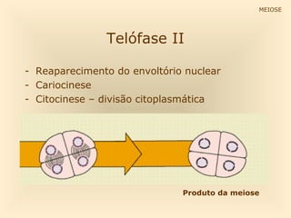 Telófase II
- Reaparecimento do envoltório nuclear
- Cariocinese
- Citocinese – divisão citoplasmática
MEIOSE
Produto da meiose
 