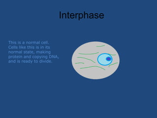 Interphase This is a normal cell. Cells like this is in its normal state, making protein and copying DNA, and is ready to divide. 