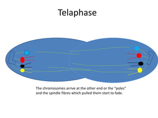 TelaphaseThe chromosomes arrive at the other end or the “poles” and the spindle fibres which pulled them start to fade.