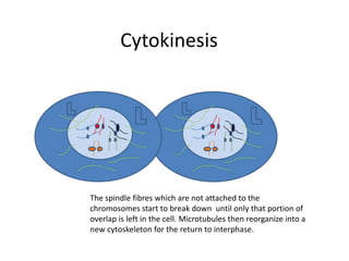 CytokinesisThe spindle fibres which are not attached to the chromosomes start to break down  until only that portion of overlap is left in the cell. Microtubules then reorganize into a new cytoskeleton for the return to interphase.