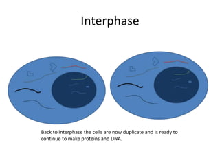 InterphaseBack to interphase the cells are now duplicate and is ready to continue to make proteins and DNA.