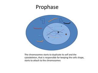 ProphaseThe chromosomes starts to duplicate its self and the cytoskeleton, that is responsible for keeping the cells shape, starts to attach to the chromosomes