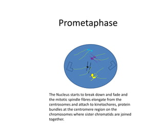 PrometaphaseThe Nucleus starts to break down and fade and the mitotic spindle fibres elongate from the centrosomes and attach to kinetochores, protein bundles at the centromere region on the chromosomes where sister chromatids are joined together.