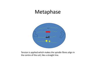 MetaphaseTension is applied which makes the spindle fibres align in the centre of the cell, like a straight line.