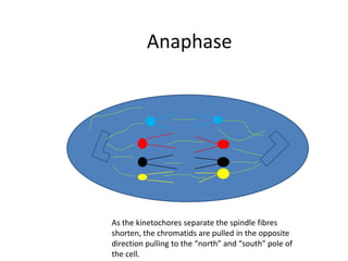 AnaphaseAs the kinetochores separate the spindle fibres shorten, the chromatids are pulled in the opposite direction pulling to the “north” and “south” pole of the cell.